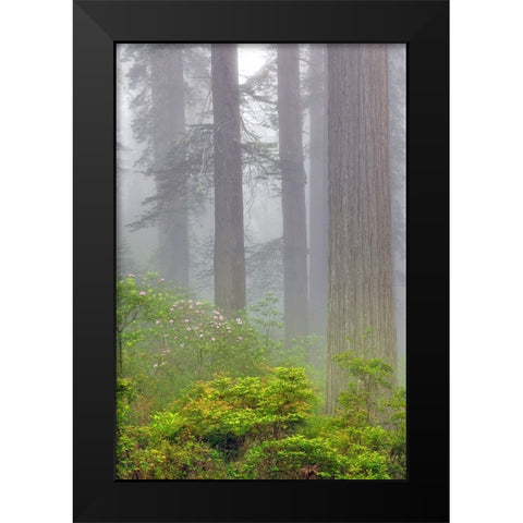 Redwood trees and Pacific Rhododendron in fog-Redwood National Park-California Black Modern Wood Framed Art Print by Jones, Adam