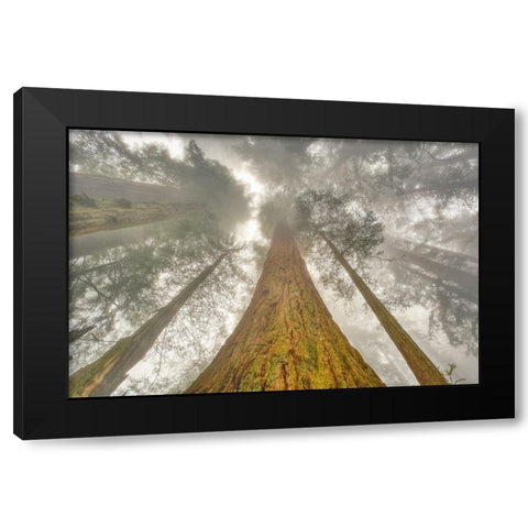 Fisheye view skyward of Redwood trees in fog Redwood National Park-California Black Modern Wood Framed Art Print with Double Matting by Jones, Adam