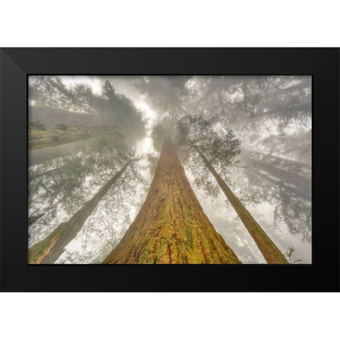 Fisheye view skyward of Redwood trees in fog Redwood National Park-California Black Modern Wood Framed Art Print by Jones, Adam