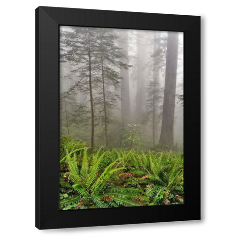Redwood trees and ferns in fog Redwood National Park-California Black Modern Wood Framed Art Print with Double Matting by Jones, Adam
