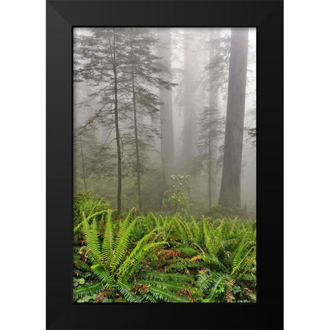 Redwood trees and ferns in fog Redwood National Park-California Black Modern Wood Framed Art Print by Jones, Adam