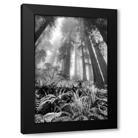 Fisheye view skyward of Redwood trees in fog Redwood National Park-California Black Modern Wood Framed Art Print by Jones, Adam