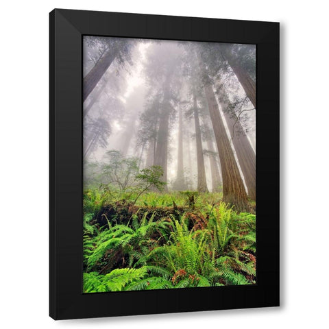 Fisheye view skyward of Redwood trees in fog Redwood National Park-California Black Modern Wood Framed Art Print with Double Matting by Jones, Adam