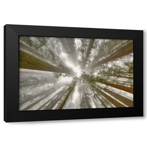 Fisheye view skyward of Redwood trees in fog Redwood National Park-California Black Modern Wood Framed Art Print by Jones, Adam