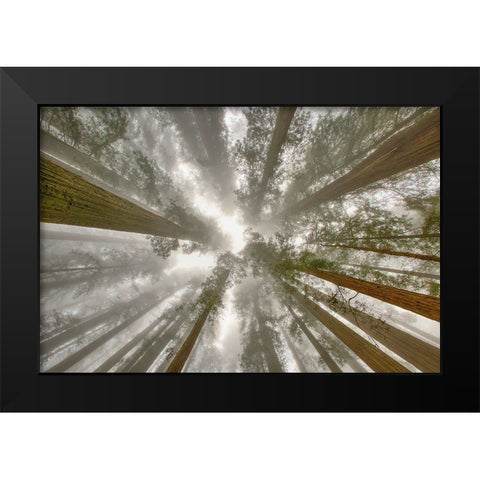 Fisheye view skyward of Redwood trees in fog Redwood National Park-California Black Modern Wood Framed Art Print by Jones, Adam