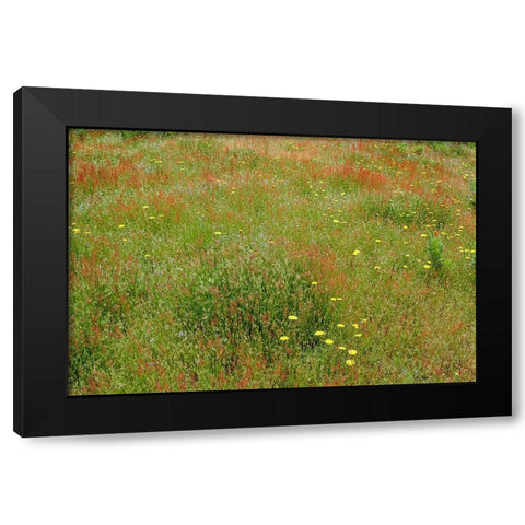 Mixture of flowers and grasses-Dolason Prairie-Redwood National Park-California Black Modern Wood Framed Art Print with Double Matting by Jones, Adam