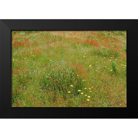 Mixture of flowers and grasses-Dolason Prairie-Redwood National Park-California Black Modern Wood Framed Art Print by Jones, Adam
