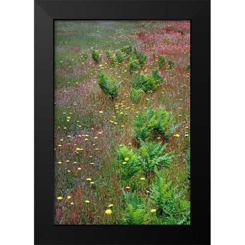 Mixture of flowers-ferns and grasses-Dolason Prairie-Redwood National Park-California Black Modern Wood Framed Art Print by Jones, Adam