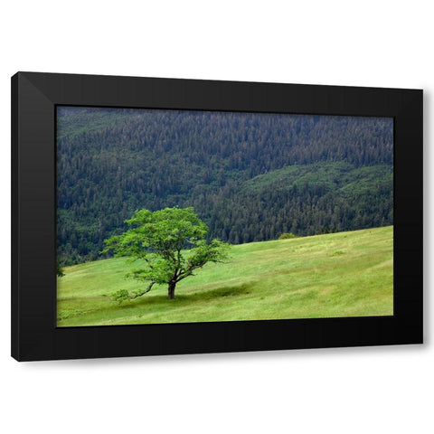 Grasses and trees-Dolason Prairie just off Bald Hills Road-California Black Modern Wood Framed Art Print by Jones, Adam