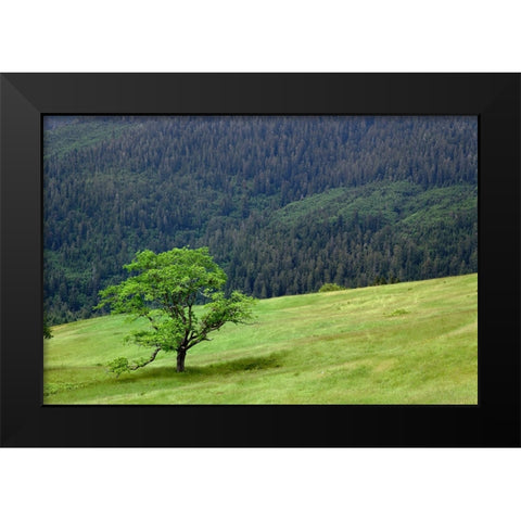 Grasses and trees-Dolason Prairie just off Bald Hills Road-California Black Modern Wood Framed Art Print by Jones, Adam