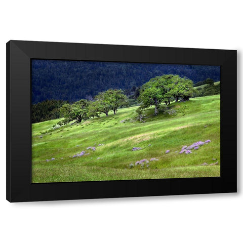 Grasses and trees-Dolason Prairie just off Bald Hills Road-California Black Modern Wood Framed Art Print by Jones, Adam