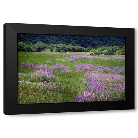 Lupine flowers on hillside-Dolason Prairie-California Black Modern Wood Framed Art Print with Double Matting by Jones, Adam