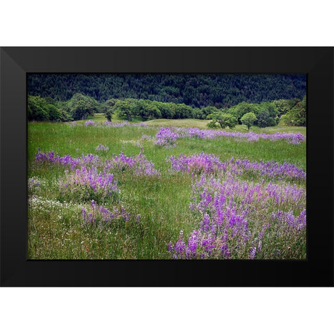 Lupine flowers on hillside-Dolason Prairie-California Black Modern Wood Framed Art Print by Jones, Adam