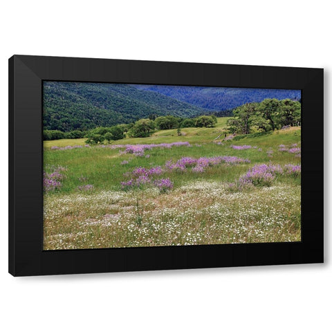 Lupine flowers on hillside-Dolason Prairie-California Black Modern Wood Framed Art Print with Double Matting by Jones, Adam