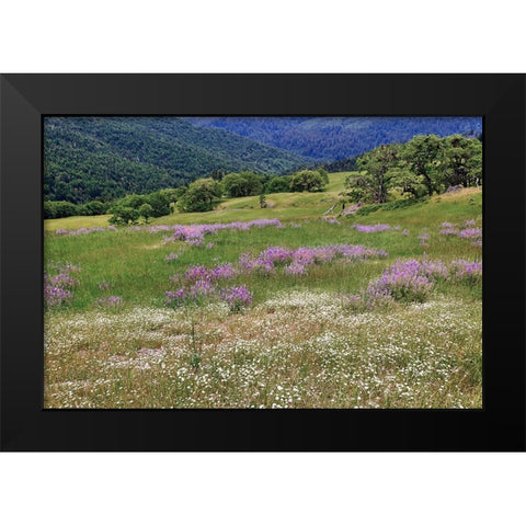 Lupine flowers on hillside-Dolason Prairie-California Black Modern Wood Framed Art Print by Jones, Adam