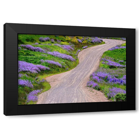 Bald Hills Road through lupine flowers-California Black Modern Wood Framed Art Print with Double Matting by Jones, Adam