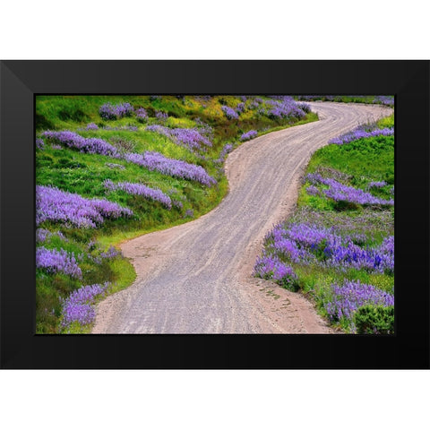 Bald Hills Road through lupine flowers-California Black Modern Wood Framed Art Print by Jones, Adam
