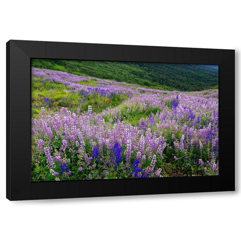 Lupine flowers on hillside-Dolason Prairie-California Black Modern Wood Framed Art Print with Double Matting by Jones, Adam