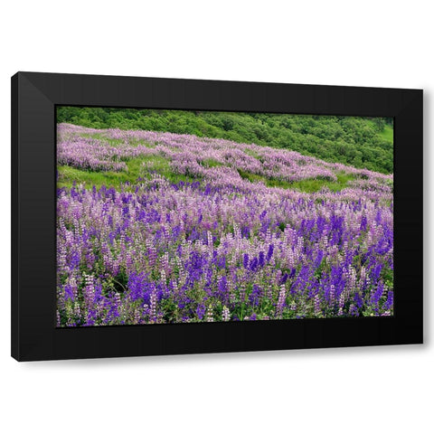 Lupine flowers on hillside-Dolason Prairie-California Black Modern Wood Framed Art Print with Double Matting by Jones, Adam