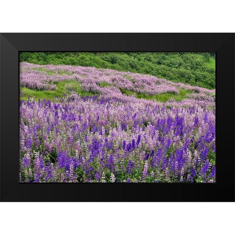 Lupine flowers on hillside-Dolason Prairie-California Black Modern Wood Framed Art Print by Jones, Adam