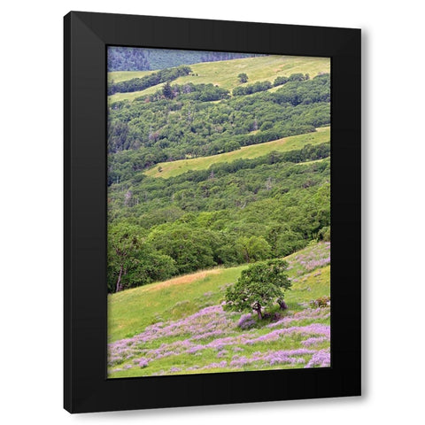 Lupine flowers on hillside-Dolason Prairie-California Black Modern Wood Framed Art Print with Double Matting by Jones, Adam
