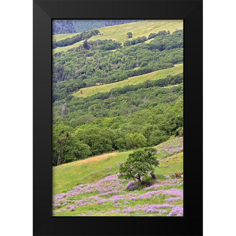 Lupine flowers on hillside-Dolason Prairie-California Black Modern Wood Framed Art Print by Jones, Adam