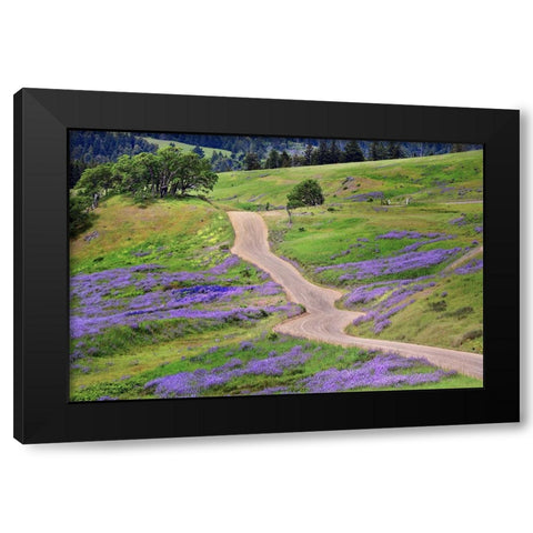 Bald Hills Road through lupine flowers-California Black Modern Wood Framed Art Print by Jones, Adam