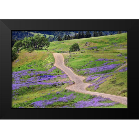 Bald Hills Road through lupine flowers-California Black Modern Wood Framed Art Print by Jones, Adam