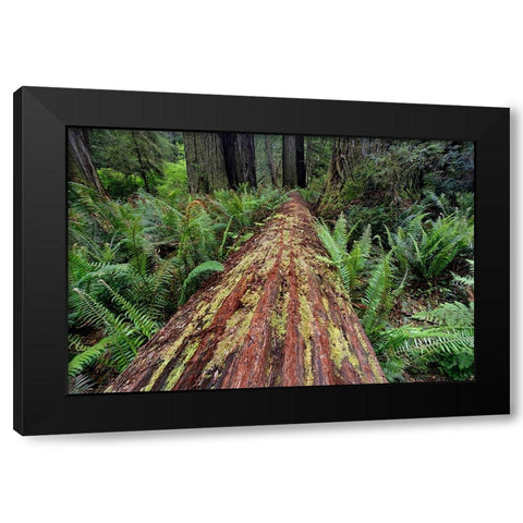 Fallen Redwood tree and ferns Redwood National Park-California Black Modern Wood Framed Art Print by Jones, Adam