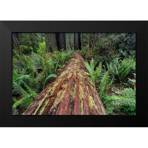 Fallen Redwood tree and ferns Redwood National Park-California Black Modern Wood Framed Art Print by Jones, Adam