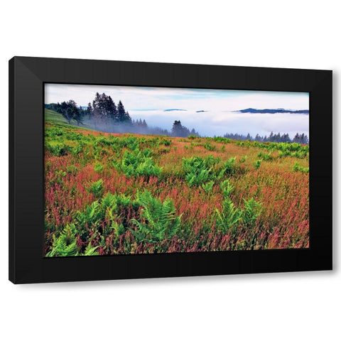 Foggy view of grasses and ferns-Dolason Prairie Black Modern Wood Framed Art Print by Jones, Adam