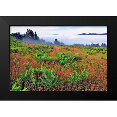 Foggy view of grasses and ferns-Dolason Prairie Black Modern Wood Framed Art Print by Jones, Adam