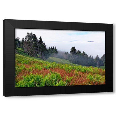 Foggy view of grasses and ferns-Dolason Prairie Black Modern Wood Framed Art Print by Jones, Adam