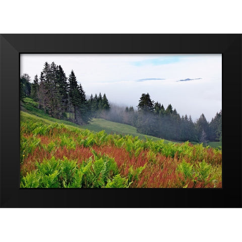 Foggy view of grasses and ferns-Dolason Prairie Black Modern Wood Framed Art Print by Jones, Adam