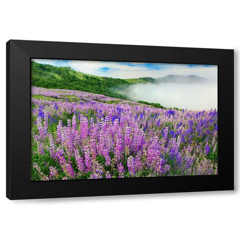 Lupine flowers-Bald Hills Road-California Black Modern Wood Framed Art Print by Jones, Adam