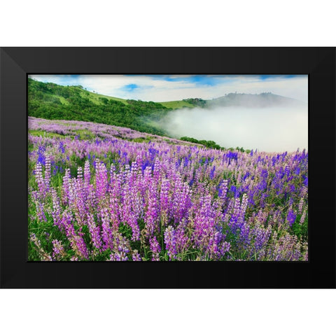 Lupine flowers-Bald Hills Road-California Black Modern Wood Framed Art Print by Jones, Adam