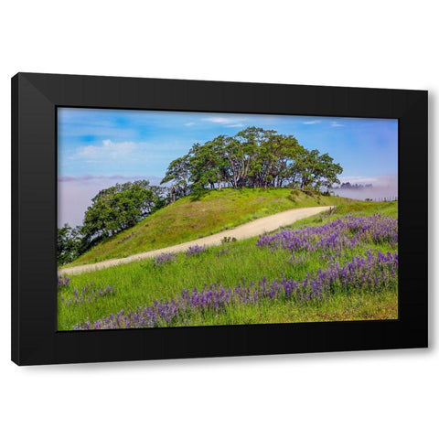 Lupine flowers-Bald Hills Road-California Black Modern Wood Framed Art Print with Double Matting by Jones, Adam