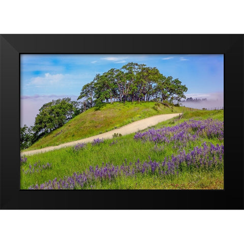 Lupine flowers-Bald Hills Road-California Black Modern Wood Framed Art Print by Jones, Adam
