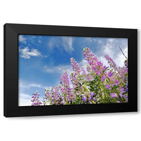 Low angle view of Lupine flowers-Bald Hills Road-California Black Modern Wood Framed Art Print by Jones, Adam