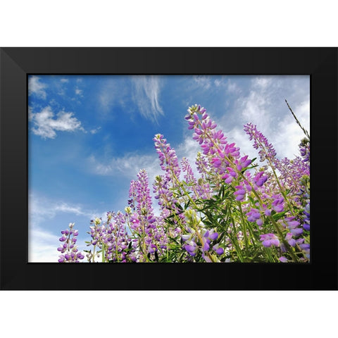 Low angle view of Lupine flowers-Bald Hills Road-California Black Modern Wood Framed Art Print by Jones, Adam