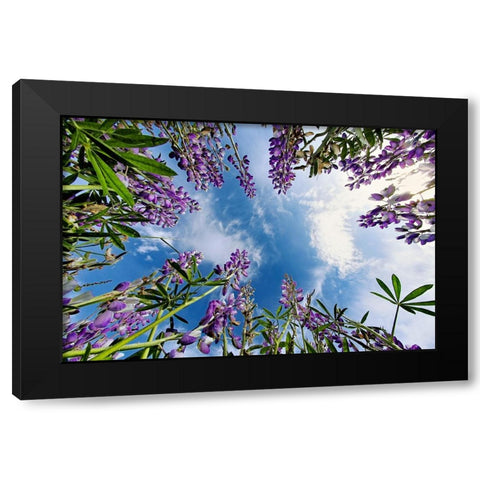 Lupine flowers-Bald Hills Road-California Black Modern Wood Framed Art Print with Double Matting by Jones, Adam
