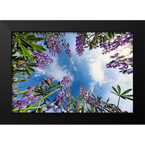 Lupine flowers-Bald Hills Road-California Black Modern Wood Framed Art Print by Jones, Adam