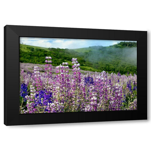 Lupine flowers-Bald Hills Road-California Black Modern Wood Framed Art Print with Double Matting by Jones, Adam