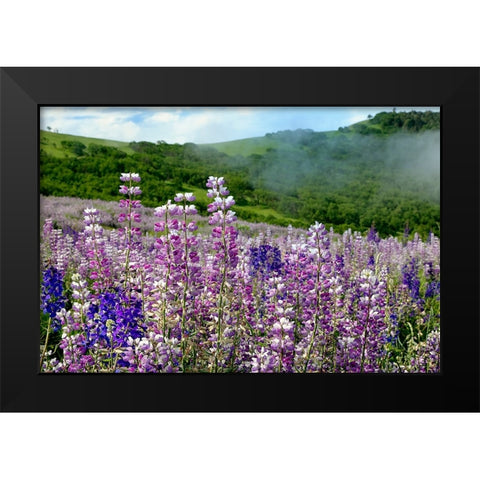 Lupine flowers-Bald Hills Road-California Black Modern Wood Framed Art Print by Jones, Adam