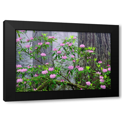 Pacific Rhododendron in foggy redwood forest-Redwood National Park Black Modern Wood Framed Art Print by Jones, Adam