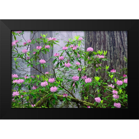 Pacific Rhododendron in foggy redwood forest-Redwood National Park Black Modern Wood Framed Art Print by Jones, Adam