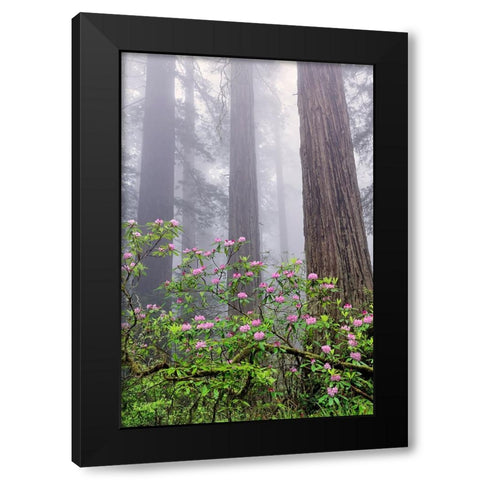 Pacific Rhododendron in foggy redwood forest-Redwood National Park Black Modern Wood Framed Art Print by Jones, Adam