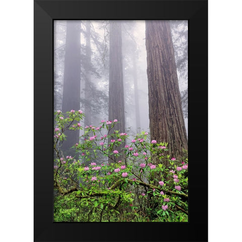 Pacific Rhododendron in foggy redwood forest-Redwood National Park Black Modern Wood Framed Art Print by Jones, Adam