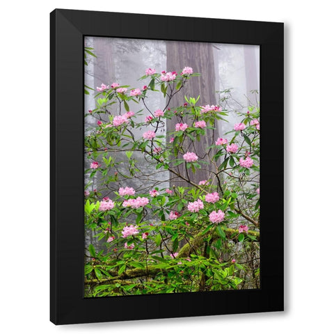Pacific Rhododendron in foggy redwood forest-Redwood National Park Black Modern Wood Framed Art Print by Jones, Adam