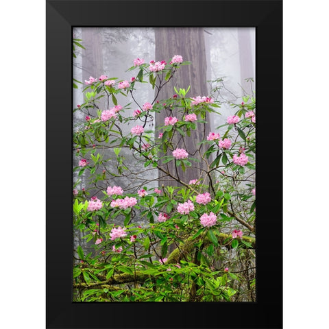 Pacific Rhododendron in foggy redwood forest-Redwood National Park Black Modern Wood Framed Art Print by Jones, Adam